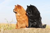 CHOW CHOW 248